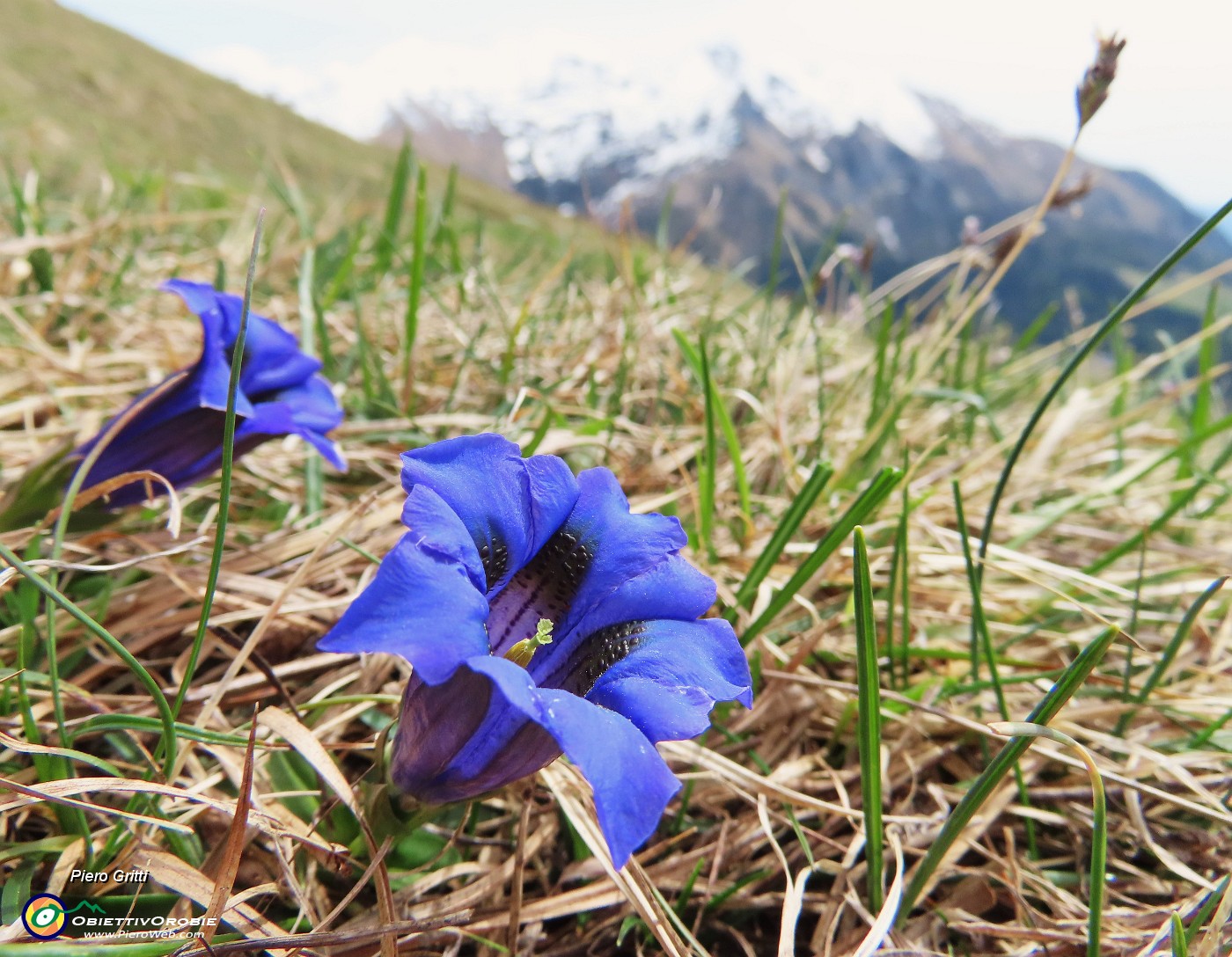 68 Gentiana clusii (Genziana di Clusius).JPG